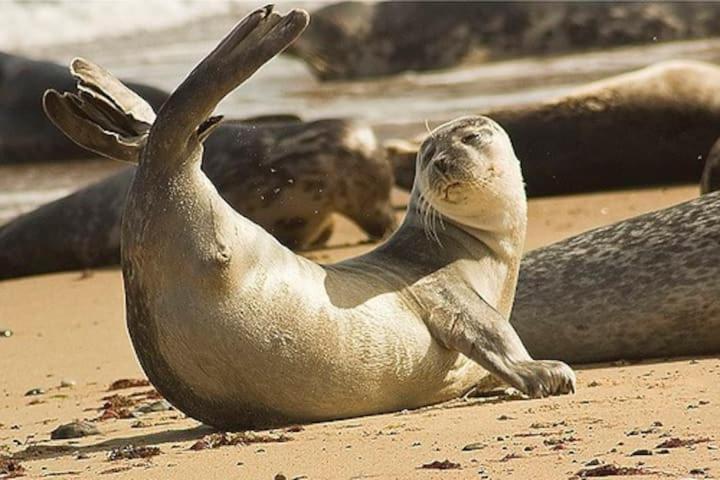 Relaxing Chalet On Popular California Sands Short Stroll To Beach, Nr Norfolk Broads & Great Yarmouth Scratby Экстерьер фото